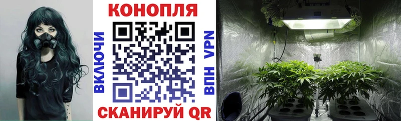 Каннабис ГИДРОПОН  Дагестанские Огни 